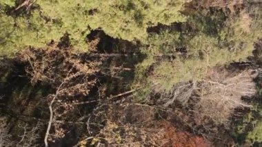 Gündüz Ukrayna 'daki bir sonbahar ormanının dikey videosu