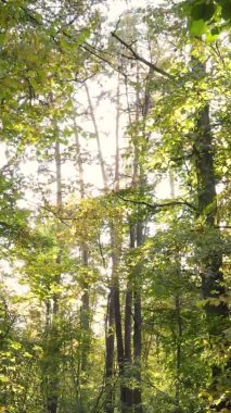 Gündüz Ukrayna 'daki bir sonbahar ormanının dikey videosu