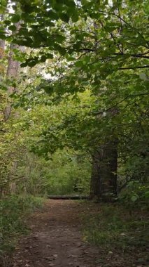 Gündüz Ukrayna 'daki bir sonbahar ormanının dikey videosu