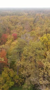 Gündüz Ukrayna 'daki bir sonbahar ormanının dikey videosu