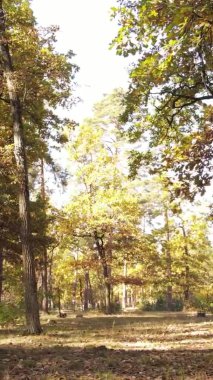 Gündüz Ukrayna 'daki bir sonbahar ormanının dikey videosu