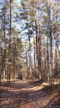 Gündüz Ukrayna 'daki bir sonbahar ormanının dikey videosu