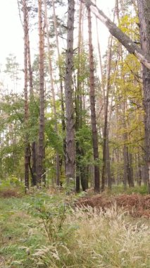 Gündüz Ukrayna 'daki bir sonbahar ormanının dikey videosu