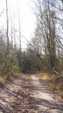 Gündüz Ukrayna 'daki bir sonbahar ormanının dikey videosu