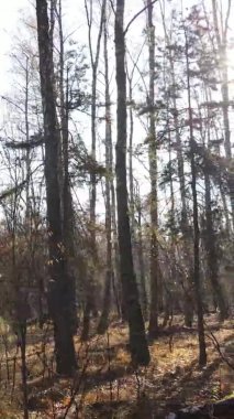 Gündüz Ukrayna 'daki bir sonbahar ormanının dikey videosu