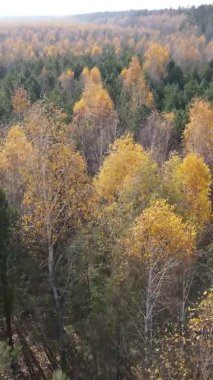 Gündüz Ukrayna 'daki bir sonbahar ormanının dikey videosu