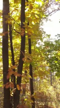 Gündüz Ukrayna 'daki bir sonbahar ormanının dikey videosu