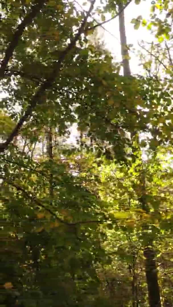 ウクライナで一日中の秋の森の垂直ビデオ — ストック動画