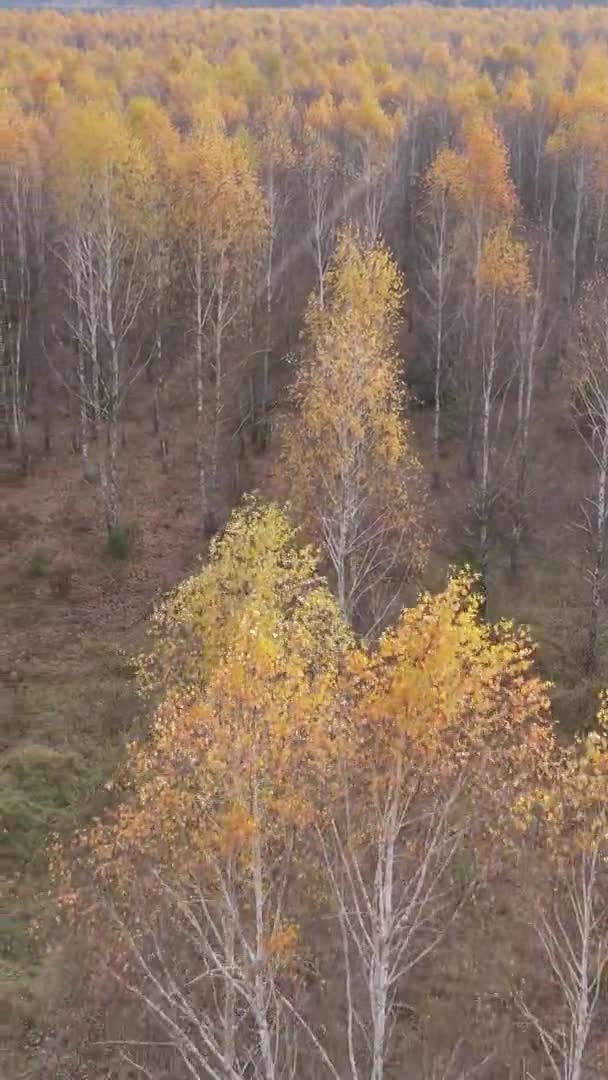 Vídeo Vertical Uma Floresta Outono Durante Dia Ucrânia — Vídeo de Stock