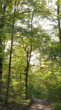 Gündüz Ukrayna 'daki bir sonbahar ormanının dikey videosu