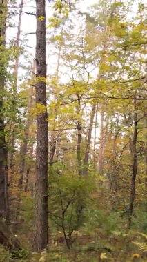 Gündüz Ukrayna 'daki bir sonbahar ormanının dikey videosu