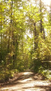 Gündüz Ukrayna 'daki bir sonbahar ormanının dikey videosu