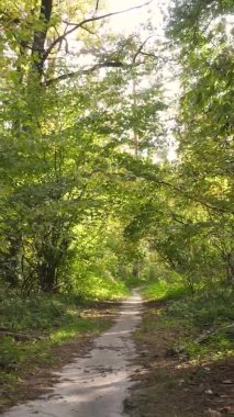 Gündüz Ukrayna 'daki bir sonbahar ormanının dikey videosu