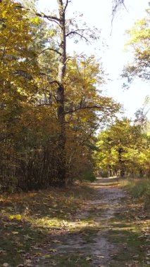 Gündüz Ukrayna 'daki bir sonbahar ormanının dikey videosu