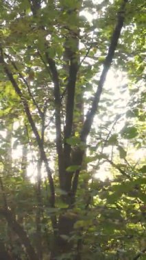 Gündüz Ukrayna 'daki bir sonbahar ormanının dikey videosu