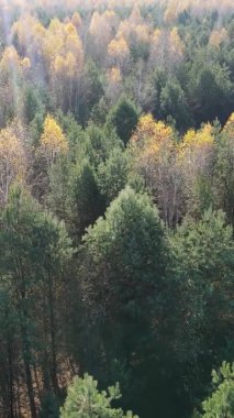 Gündüz Ukrayna 'daki bir sonbahar ormanının dikey videosu