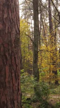 Gündüz Ukrayna 'daki bir sonbahar ormanının dikey videosu