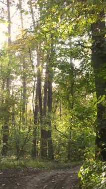 Gündüz Ukrayna 'daki bir sonbahar ormanının dikey videosu