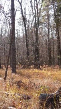 Gündüz Ukrayna 'daki bir sonbahar ormanının dikey videosu