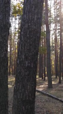 Gündüz Ukrayna 'daki bir sonbahar ormanının dikey videosu