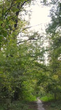 Gündüz Ukrayna 'daki bir sonbahar ormanının dikey videosu