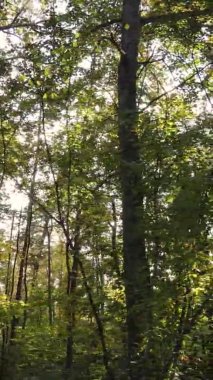 Gündüz Ukrayna 'daki bir sonbahar ormanının dikey videosu