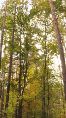 Gündüz Ukrayna 'daki bir sonbahar ormanının dikey videosu