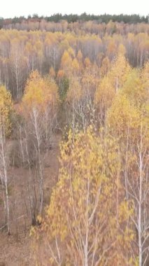 Gündüz Ukrayna 'daki bir sonbahar ormanının dikey videosu