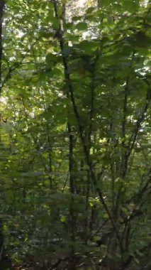 Gündüz Ukrayna 'daki bir sonbahar ormanının dikey videosu