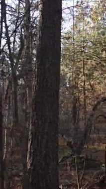 Gündüz Ukrayna 'daki bir sonbahar ormanının dikey videosu