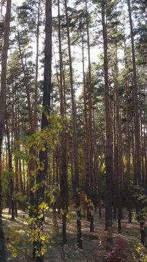 Gündüz Ukrayna 'daki bir sonbahar ormanının dikey videosu