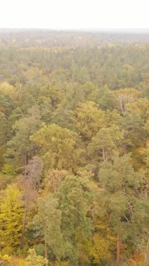 Gündüz Ukrayna 'daki bir sonbahar ormanının dikey videosu