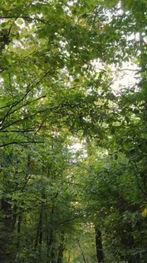 Gündüz Ukrayna 'daki bir sonbahar ormanının dikey videosu