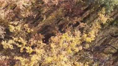 Gündüz Ukrayna 'daki bir sonbahar ormanının dikey videosu