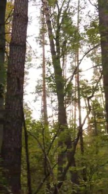 Gündüz Ukrayna 'daki bir sonbahar ormanının dikey videosu