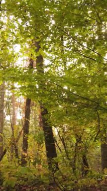 Gündüz Ukrayna 'daki bir sonbahar ormanının dikey videosu