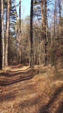 Gündüz Ukrayna 'daki bir sonbahar ormanının dikey videosu