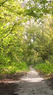 Ukrayna 'da bir sonbahar gününde bir orman manzarasının dikey videosu
