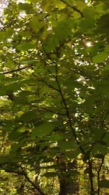 Ukrayna 'da bir sonbahar gününde bir orman manzarasının dikey videosu