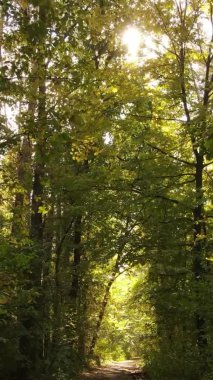 Ukrayna 'da bir sonbahar gününde bir orman manzarasının dikey videosu