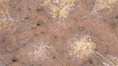 Ukrayna 'da bir sonbahar gününde bir orman manzarasının dikey videosu