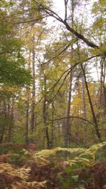 Ukrayna 'da bir sonbahar gününde bir orman manzarasının dikey videosu