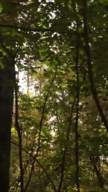 Ukrayna 'da bir sonbahar gününde bir orman manzarasının dikey videosu