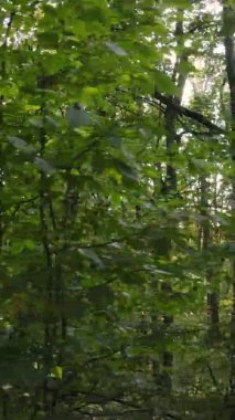 Ukrayna 'da bir sonbahar gününde bir orman manzarasının dikey videosu