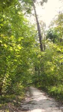 Ukrayna 'da bir sonbahar gününde bir orman manzarasının dikey videosu