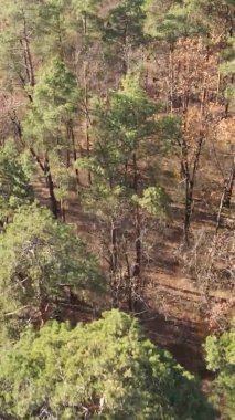 Ukrayna 'da bir sonbahar gününde bir orman manzarasının dikey videosu