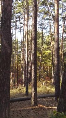 Ukrayna 'da bir sonbahar gününde bir orman manzarasının dikey videosu