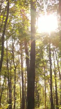 Ukrayna 'da bir sonbahar gününde bir orman manzarasının dikey videosu