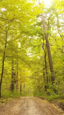 Ukrayna 'da bir sonbahar gününde bir orman manzarasının dikey videosu