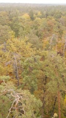 Ukrayna 'da bir sonbahar gününde bir orman manzarasının dikey videosu